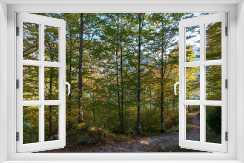 Fototapeta Naklejka Na Ścianę Okno 3D - Wanderweg im Wald am Almsee