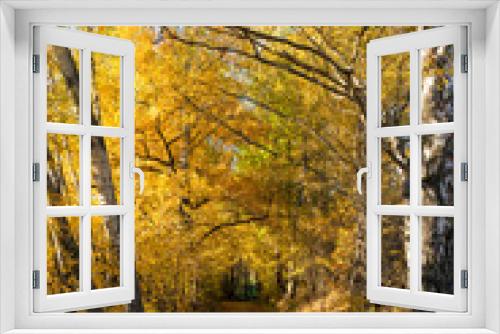 Fototapeta Naklejka Na Ścianę Okno 3D - Russian nature autumn landscape with trees with yellow leaves in the sun Indian summer