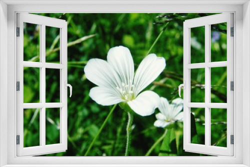 Fototapeta Naklejka Na Ścianę Okno 3D - white wild flower