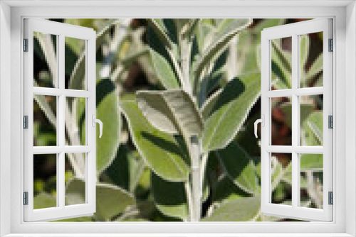 Fototapeta Naklejka Na Ścianę Okno 3D - Salvia officinalis or green sage plant