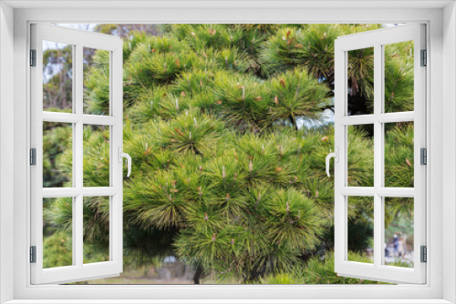 Fototapeta Naklejka Na Ścianę Okno 3D - nature and flora concept - close up of green pine tree branch