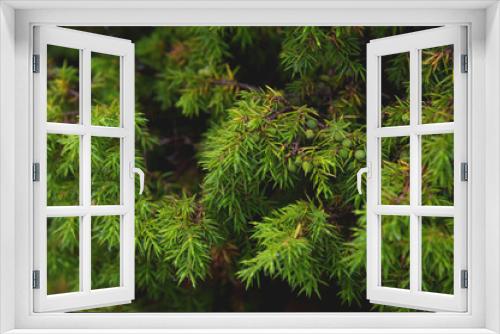 Fototapeta Naklejka Na Ścianę Okno 3D - Close-up Dew drops on juniper branch. Wild juniper bush