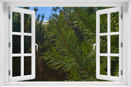Fototapeta Naklejka Na Ścianę Okno 3D - Branches of green pine glisten in the sun