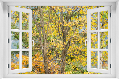 Fototapeta Naklejka Na Ścianę Okno 3D - Trees and shrubs in beautiful autumnal colors