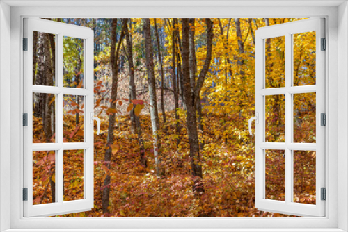 Fototapeta Naklejka Na Ścianę Okno 3D - Golden autumn in the forest.