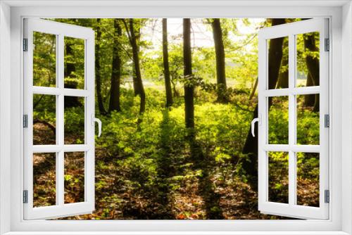 Fototapeta Naklejka Na Ścianę Okno 3D - Sunrise Forest