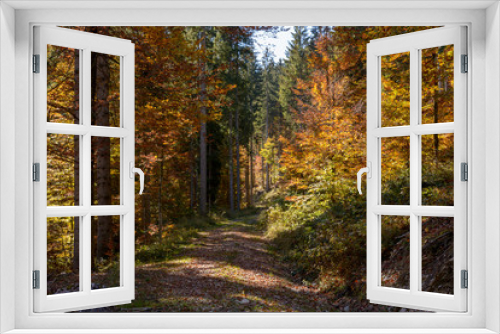 Fototapeta Naklejka Na Ścianę Okno 3D - Schotterstraße im  Wald im Herbst bei Sonne