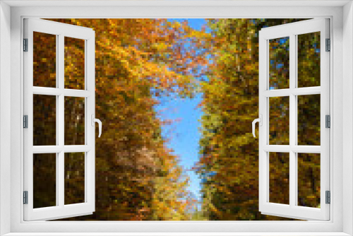 Fototapeta Naklejka Na Ścianę Okno 3D - Buchen in Herbstfärbung mit Fichten in den Bergen