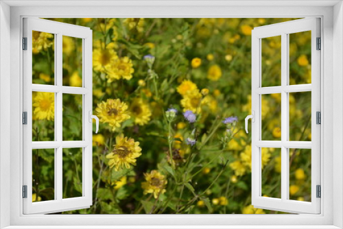 Fototapeta Naklejka Na Ścianę Okno 3D - Yellow Flowers in Garden