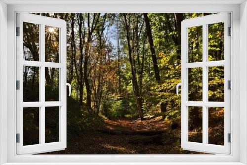 Fototapeta Naklejka Na Ścianę Okno 3D - Herbstlicher Waldweg im Bocholter Stadtwald 