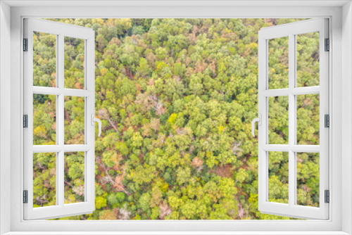 Fototapeta Naklejka Na Ścianę Okno 3D - Aerial View of a Forest