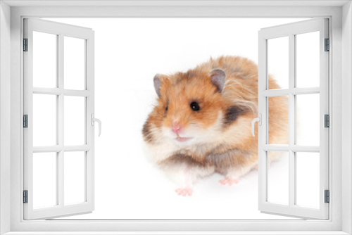 Fototapeta Naklejka Na Ścianę Okno 3D - Cute Syrian hamster isolated on white background