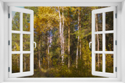 Fototapeta Naklejka Na Ścianę Okno 3D - Autumn forest: birch among pines