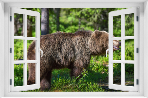 Fototapeta Naklejka Na Ścianę Okno 3D - Wild Brown bear  in the summer forest. Scientific name: Ursus Arctos.
