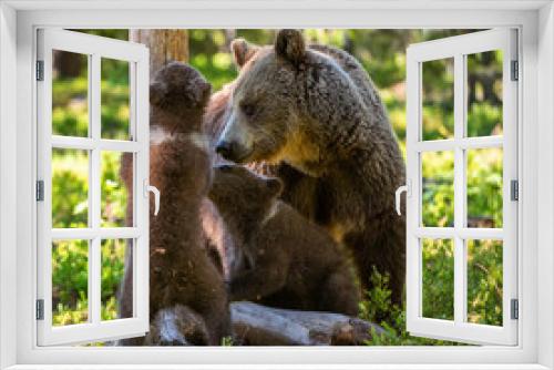 Fototapeta Naklejka Na Ścianę Okno 3D - She-Bear and Cubs. Brown bear. Scientific name: Ursus Arctos Arctos. In the summer forest. Natural habitat.