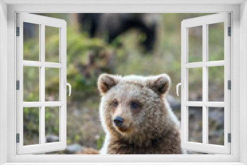 Fototapeta Naklejka Na Ścianę Okno 3D - Brown bear cub in the summer forest.  Scientific name: Ursus arctos.