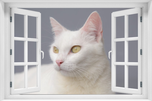 Fototapeta Naklejka Na Ścianę Okno 3D - cute White cat on gray background