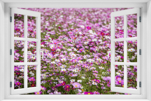 Fototapeta Naklejka Na Ścianę Okno 3D - Beautiful Cosmos flowers blooming in the garden 