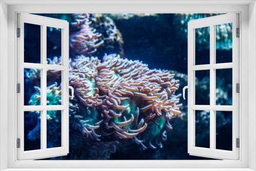 Fototapeta Naklejka Na Ścianę Okno 3D - Anémona de mar