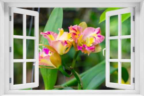 Fototapeta Naklejka Na Ścianę Okno 3D - Close up of beautiful orchids.
