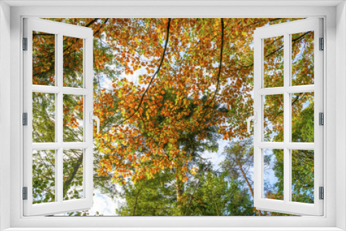 Fototapeta Naklejka Na Ścianę Okno 3D - Foliage in a forest in autumn colors in sunlight at fall