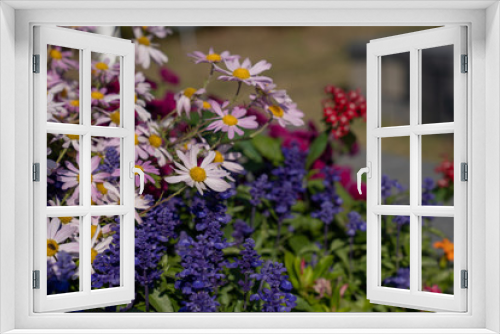 Fototapeta Naklejka Na Ścianę Okno 3D - Flowers in field