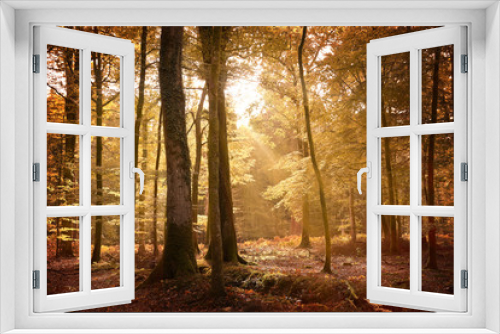 Fototapeta Naklejka Na Ścianę Okno 3D - Autumn Landscape In The New Forest