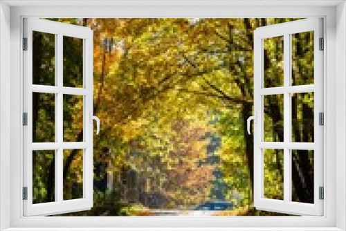 Fototapeta Naklejka Na Ścianę Okno 3D - Spaziergang im Herbstwald