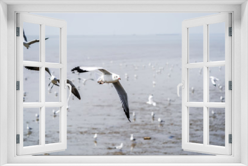Fototapeta Naklejka Na Ścianę Okno 3D - Seagull birds on beach / mangrove forest.