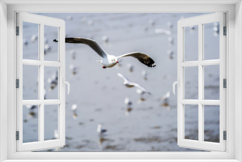 Fototapeta Naklejka Na Ścianę Okno 3D - Seagull birds on beach / mangrove forest.