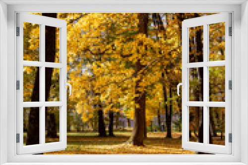 Fototapeta Naklejka Na Ścianę Okno 3D - Autumn trees and blue sky