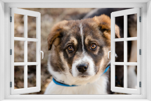 Fototapeta Naklejka Na Ścianę Okno 3D - Portrait of puppy