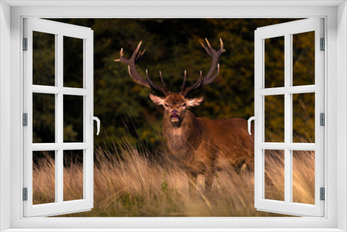 Fototapeta Naklejka Na Ścianę Okno 3D - Deer in the park