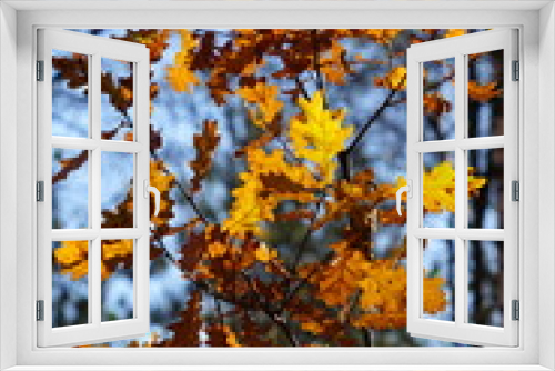 Fototapeta Naklejka Na Ścianę Okno 3D - autumn leaves on an oak tree