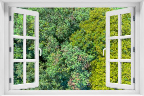 Fototapeta Naklejka Na Ścianę Okno 3D - green deciduous forest top down shot