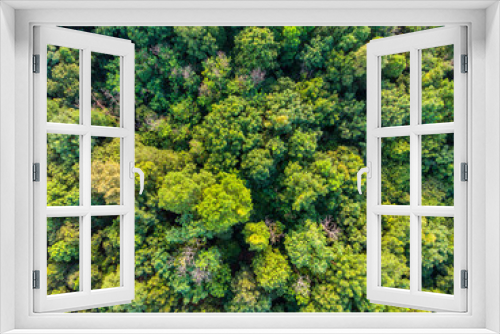 Fototapeta Naklejka Na Ścianę Okno 3D - green tropical deciduous forest aerial above shot wide angle