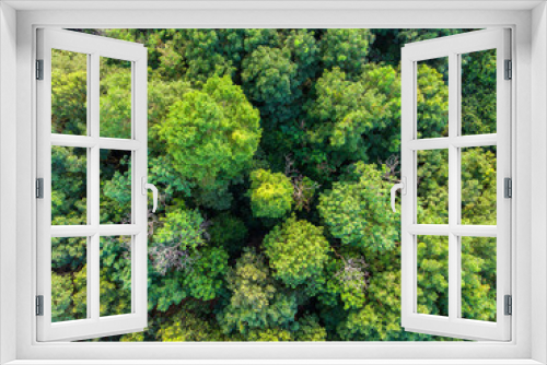 Fototapeta Naklejka Na Ścianę Okno 3D - aerial above view of deciduous tropical forest tree top