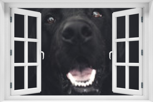 Fototapeta Naklejka Na Ścianę Okno 3D - Labrador Portrait Schwarzweiss