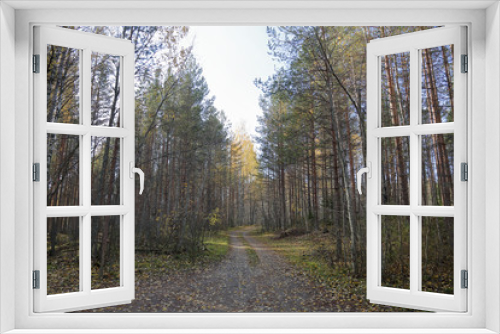 Fototapeta Naklejka Na Ścianę Okno 3D - Beautiful Karelian forest landscape in early autumn in Russia
