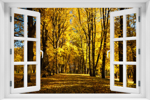Fototapeta Naklejka Na Ścianę Okno 3D - Beautiful park with autumn trees and yellow fallen leaves, Veliky Novgorod, Russia