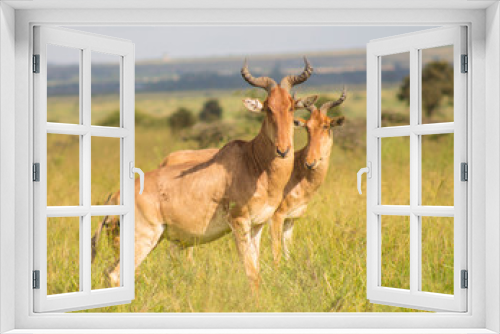 Fototapeta Naklejka Na Ścianę Okno 3D - Antelope in the wild