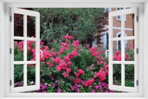 Fototapeta Naklejka Na Ścianę Okno 3D - hedge of roses around a house