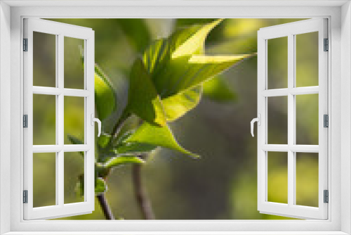 Fototapeta Naklejka Na Ścianę Okno 3D - The first spring gentle leaves, buds and branches macro background