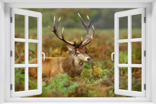 Fototapeta Naklejka Na Ścianę Okno 3D - Close up of a red deer in autumn
