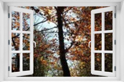 Fototapeta Naklejka Na Ścianę Okno 3D - Contre-jour in the autumn forest