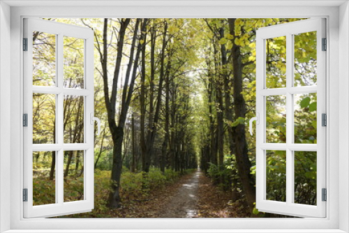 Fototapeta Naklejka Na Ścianę Okno 3D - Forest. Beauty of nature