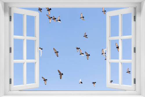 Fototapeta Naklejka Na Ścianę Okno 3D - Flock of Rock Pigeons Flying in a Blue Sky