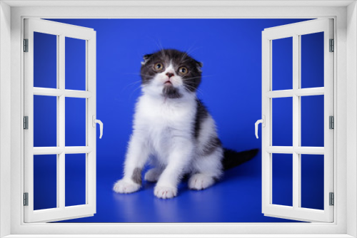 Fototapeta Naklejka Na Ścianę Okno 3D - Scottish fold shorthair cat on colored backgrounds