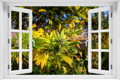 Fototapeta Naklejka Na Ścianę Okno 3D - Early Autumn Light hits fall colors of a marijauan plant.