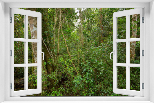 Fototapeta Naklejka Na Ścianę Okno 3D - View of the jungle / landscape